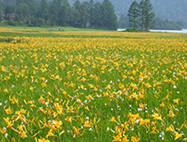 Oegawa Marsh | Mid July Apine Lilies & Cotton Grasses